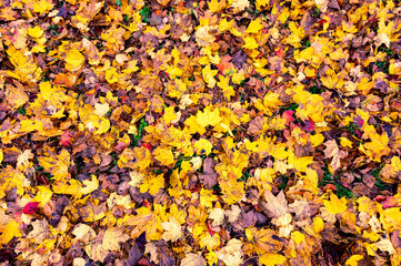 A detailed view of fallen autumn leaves on the ground, displaying a vibrant mix of red, orange, yellow, and brown hues, capturing the essence of the fall season