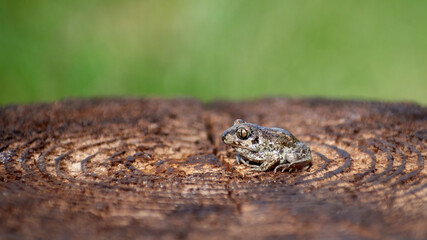 Small toad, common spadefoot, sitting sideways on a tree stump in spring close up on a natural blurred nature background