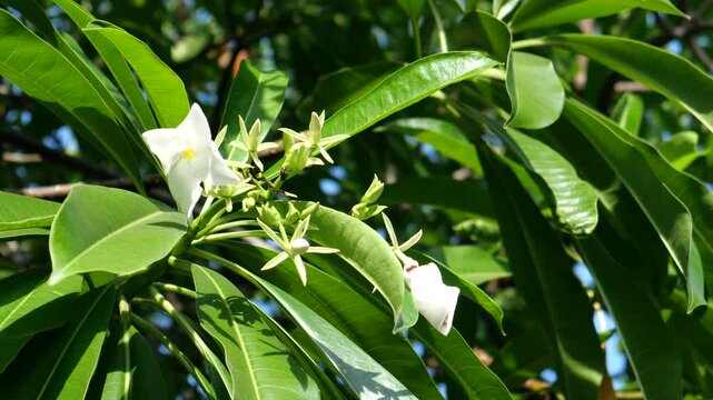 Medical plant of Cerbera Odollam 