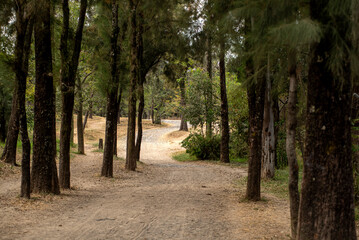 árbol, naturaleza, paisaje, césped, verano, cielo, fábrica, aceituna, bosque, árbol, bosque del...