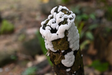 View of the white Coral slime mold mushrooms growing on the surface of an elevated stem