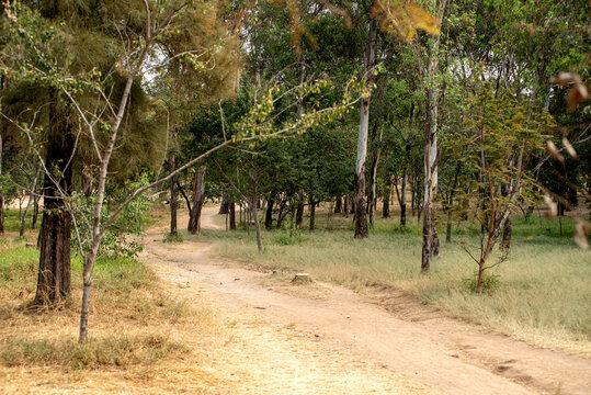 &aacute;rbol, naturaleza, paisaje, c&eacute;sped, verano, cielo, f&aacute;brica, aceituna, bosque, &aacute;rbol, bosque del centinela, zapopan