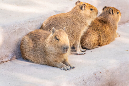 Three capybara in the park