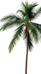 Obraz premium Tall and slender palm tree with lush green fronds standing out against a plain white background, paradise