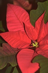 This poinsettia is blossoming indoors in December.