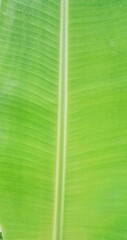 The surface texture of a young banana leaf (musa paradisiaca) which is still light green