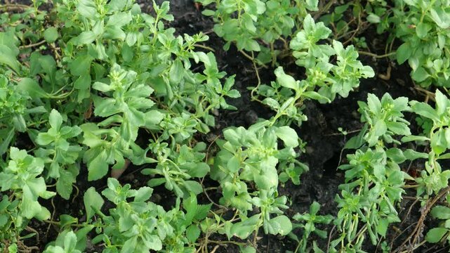 Medical plant of Stevia Rebaudiana (Sugar Leaf)