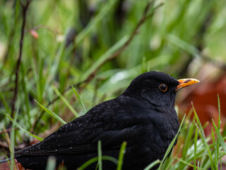 blackbird in the grass