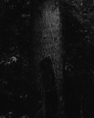 Fantastic night in the woodland, atmospheric horror woods, gloomy mood, horror movie, creepy forest landscape