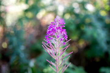 Obraz premium A pink blossom with bokeh
