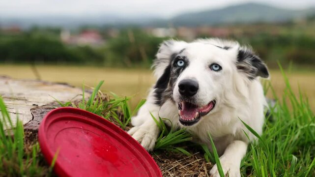 Border collie dog with blue eyes lying in the field panting after playing intensely with his frisbee.