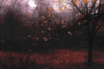 Rain in the woods, Surreal autumn forest photography, Dark woods, black metal forest