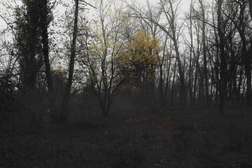 Fantastic autumn trees, Dark woods, black metal forest, surreal fall colours, one tree with bright leaves 