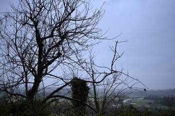 winter view of looking through branches over a river