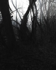Sunlight in the creepy forest, atmospheric horror woods, gloomy mood, spooky movie	