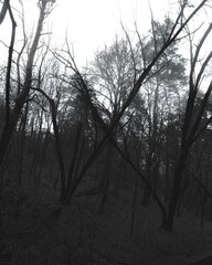 Obraz premium Horror atmosphere in the woodland, atmospheric horror woods, gloomy mood, horror movie, creepy forest landscape, broken trees