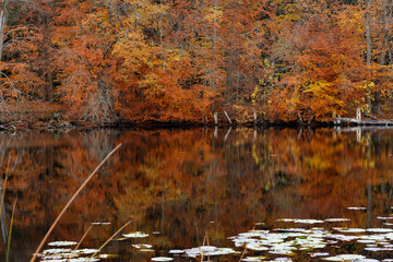 Blurred reflection of an autumn forest in a lake with water lilies