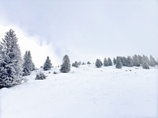 winter landscape with snow covered pine trees on mountain background. winter forest. winter background. winter aesthetic. snowy background. Christmas atmosphere