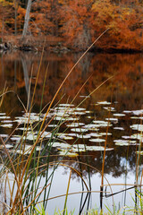 Thin reed leaves on the shore of a forest lake in autumn