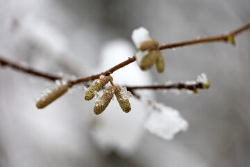 Hazel catkins on a tree twig covered with ice and snow on blurred background. Forest in winter,...