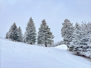 winter landscape with snow covered pine trees on mountain background. winter forest. winter background. winter aesthetic. snowy background. Christmas atmosphere