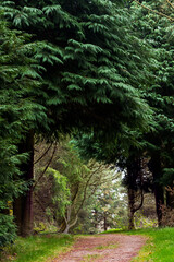Large thuja overhangs the hiking trail forming a tunnel. Arboretum