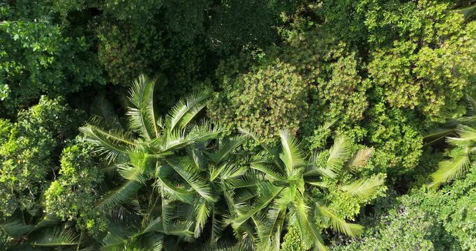Green trees sun shines through foliage forest. Aerial above landscape tree woodland natural environment. 