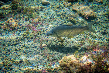 underwater photographs