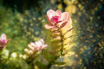 underwater photographs
