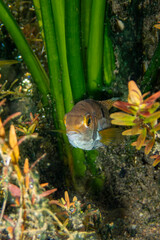 underwater photographs