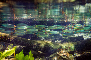 underwater photographs