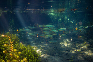 underwater photographs