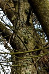 Trunks and branches of larch with unripe cones and moss against the sky