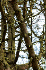 Interlacing of thick branches of larch without needles with cones