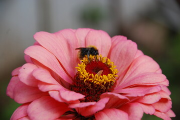 Bumblebee on a flower. A black-brown insect sits on an open inflorescence of a pink zinnia and collects nectar. Zinnia has pink long petals and a yellow center. A bumblebee crawls on a flower.