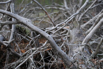Branches of a fallen tree. A tall pine tree lies on the ground, blown over by the wind. Over time, the bark has fallen off the tree, its long trunk has turned black, and its branches have turned white