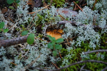 Chanterelle mushroom or Cantharellus cibarius. Small edible mushrooms have grown among lichen, moss, lingonberries, fallen needles and branches. Chanterelle has a dark orange stem and a curved cap.
