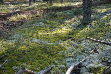 Cladonia cervus in the forest. Cladonia cervus is a bushy lichen from the genus Cladonia. In the forest, on the ground next to lingonberries and heather, a bushy light green lichen grows.