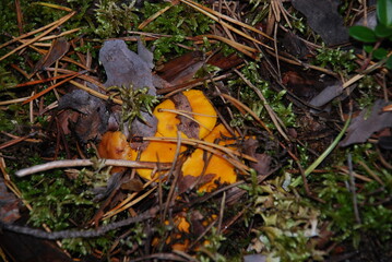 Chanterelle mushroom or Cantharellus cibarius. Small edible mushrooms have grown among lichen, moss, lingonberries, fallen needles and branches. Chanterelle has a dark orange stem and a curved cap.