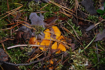 Chanterelle mushroom or Cantharellus cibarius. Small edible mushrooms have grown among lichen, moss, lingonberries, fallen needles and branches. Chanterelle has a dark orange stem and a curved cap.