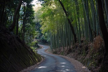 Fototapeta premium bamboo forests in Japan