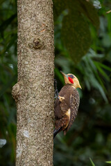 woodpecker