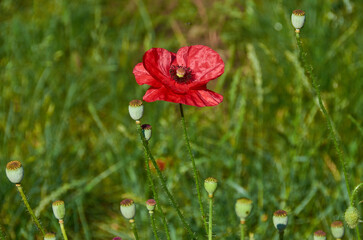 Fototapeta premium blooming flowers on the ground