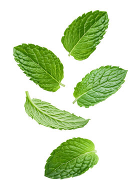 Fototapeta Beautiful green mint leaves falling against a clear background, ideal for food and drink designs