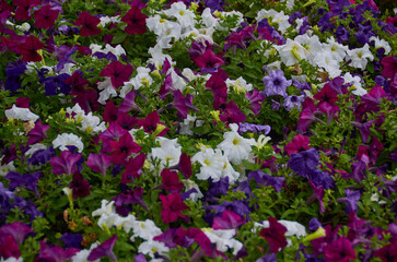 blooming flowers on the ground