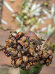 Besouro na Flor do Cacto