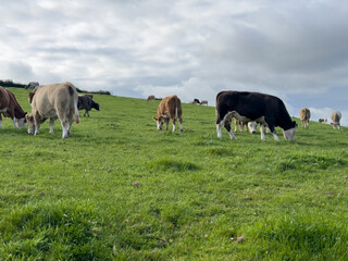 Close-up of cows grazing in a lush green field on a sunny day, with rolling hills and cloudy skies in the background