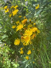 dandelions in the meadow