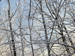 snow covered bare trees against a clear blue sky. abstract nature. abstract background. winter landscape. winter background. winter aesthetic. snowy
