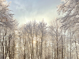 snow covered bare trees against a clear blue sky. abstract nature. abstract background. winter landscape. winter background. winter aesthetic. snowy